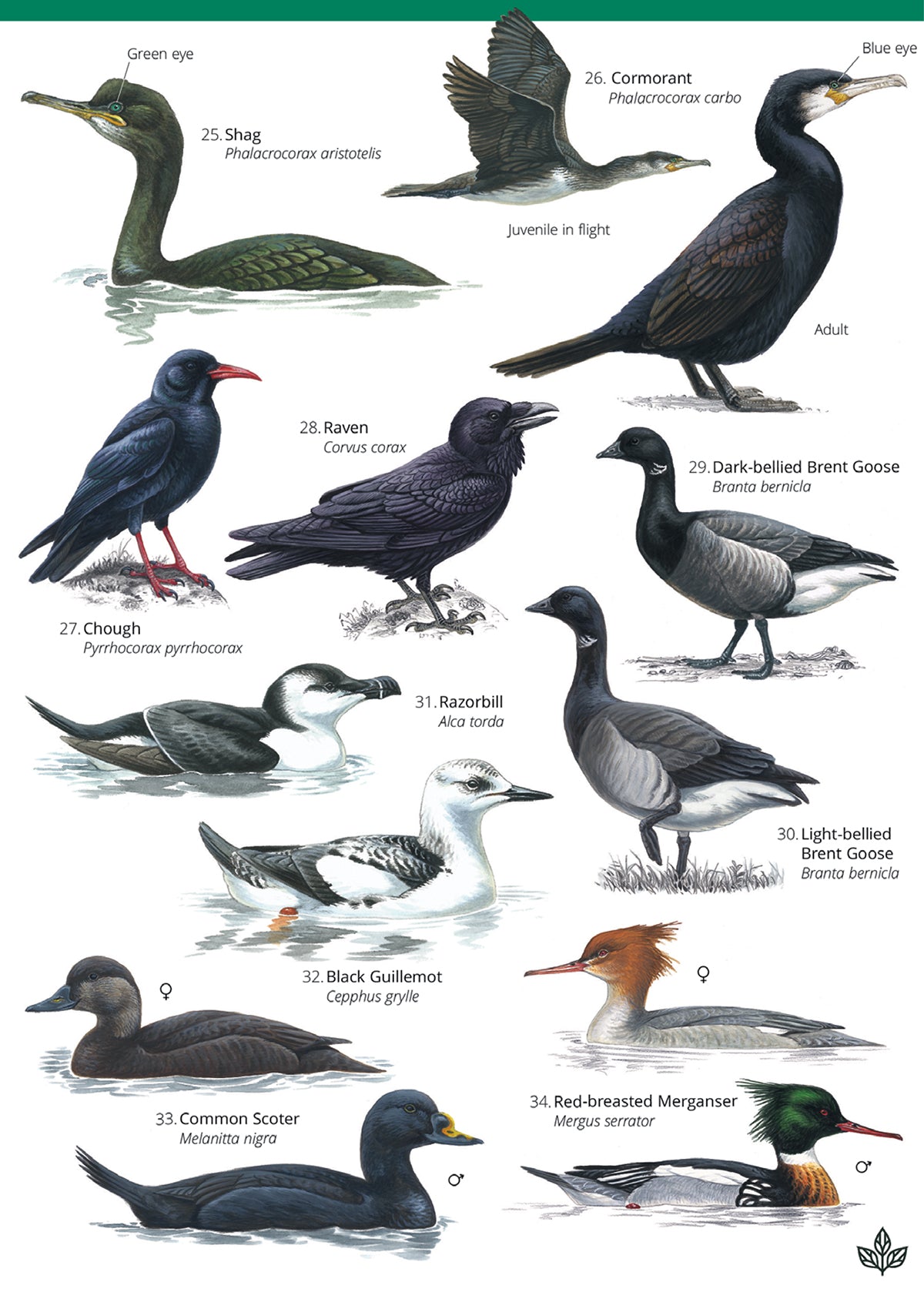 Winter Coastal Birds