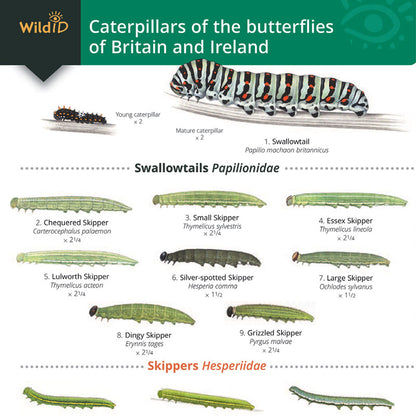 Caterpillars of Britain