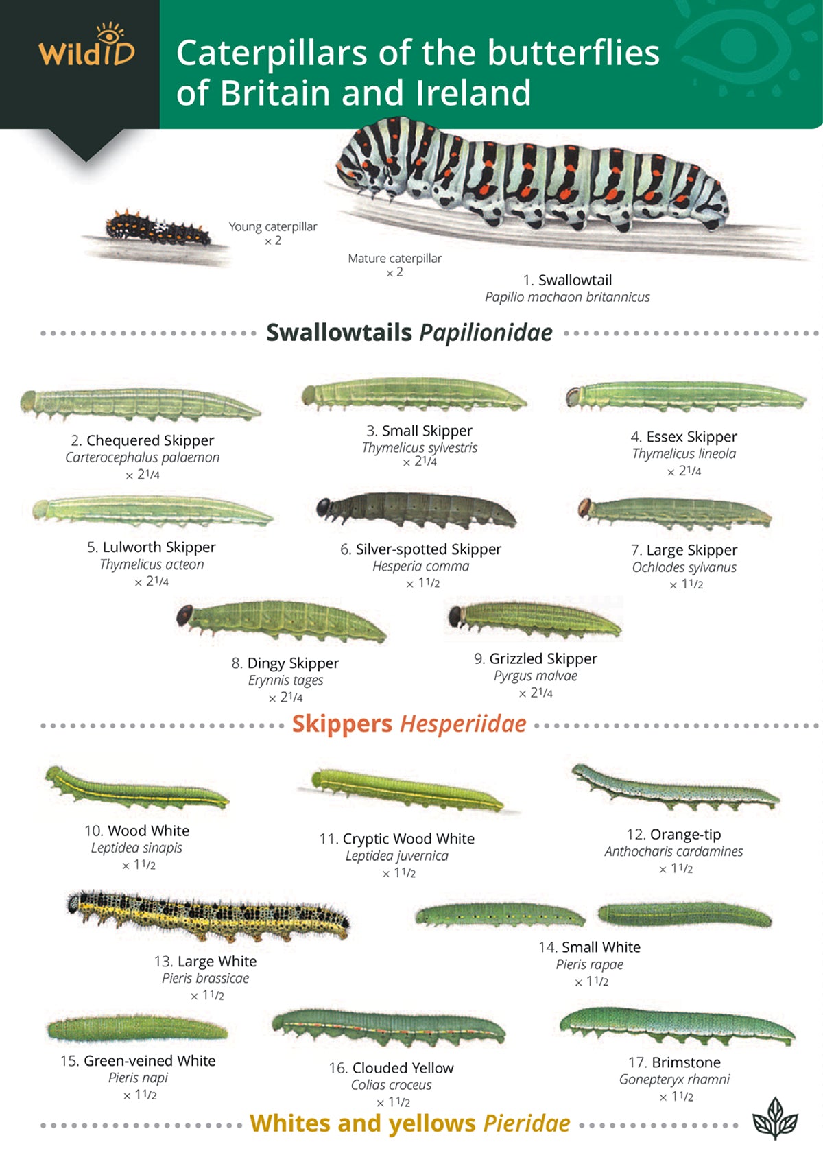 Caterpillars of Britain