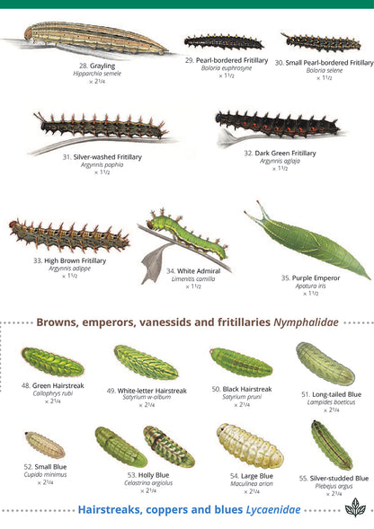 Caterpillars of Britain