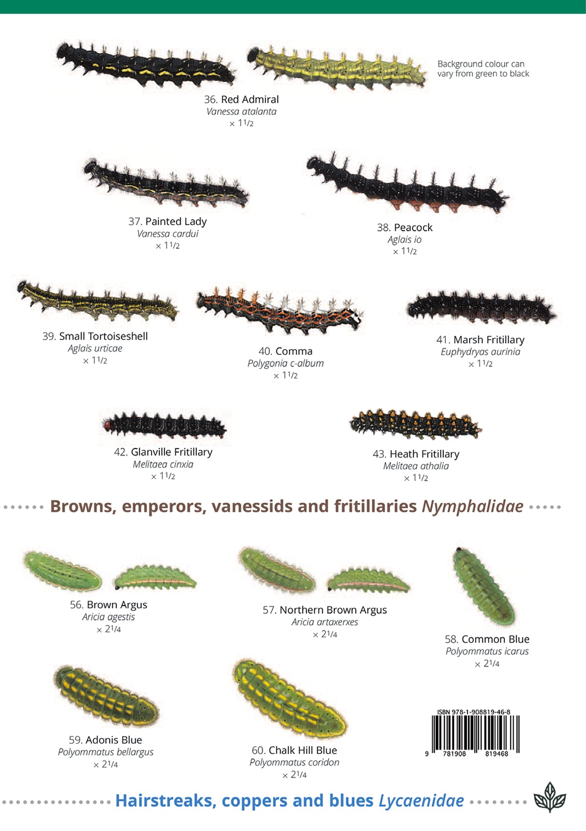 Caterpillars of Britain