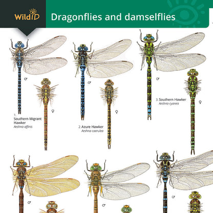 Dragonflies & Damselflies