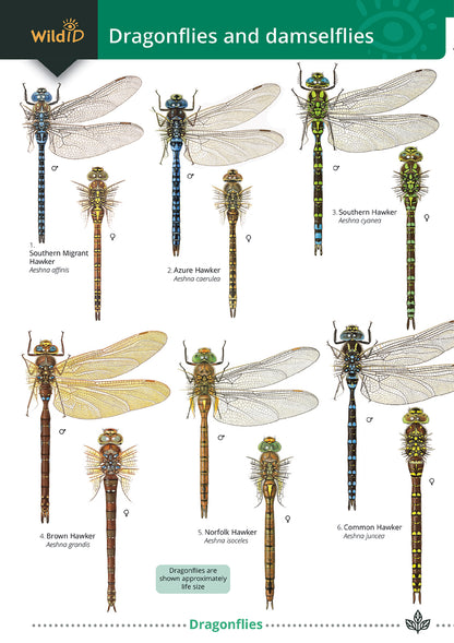 Dragonflies & Damselflies