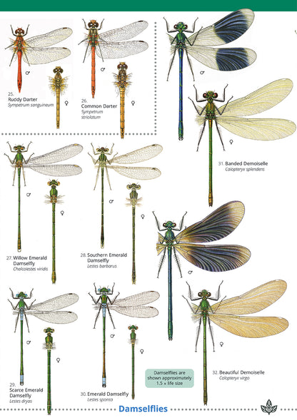 Dragonflies & Damselflies