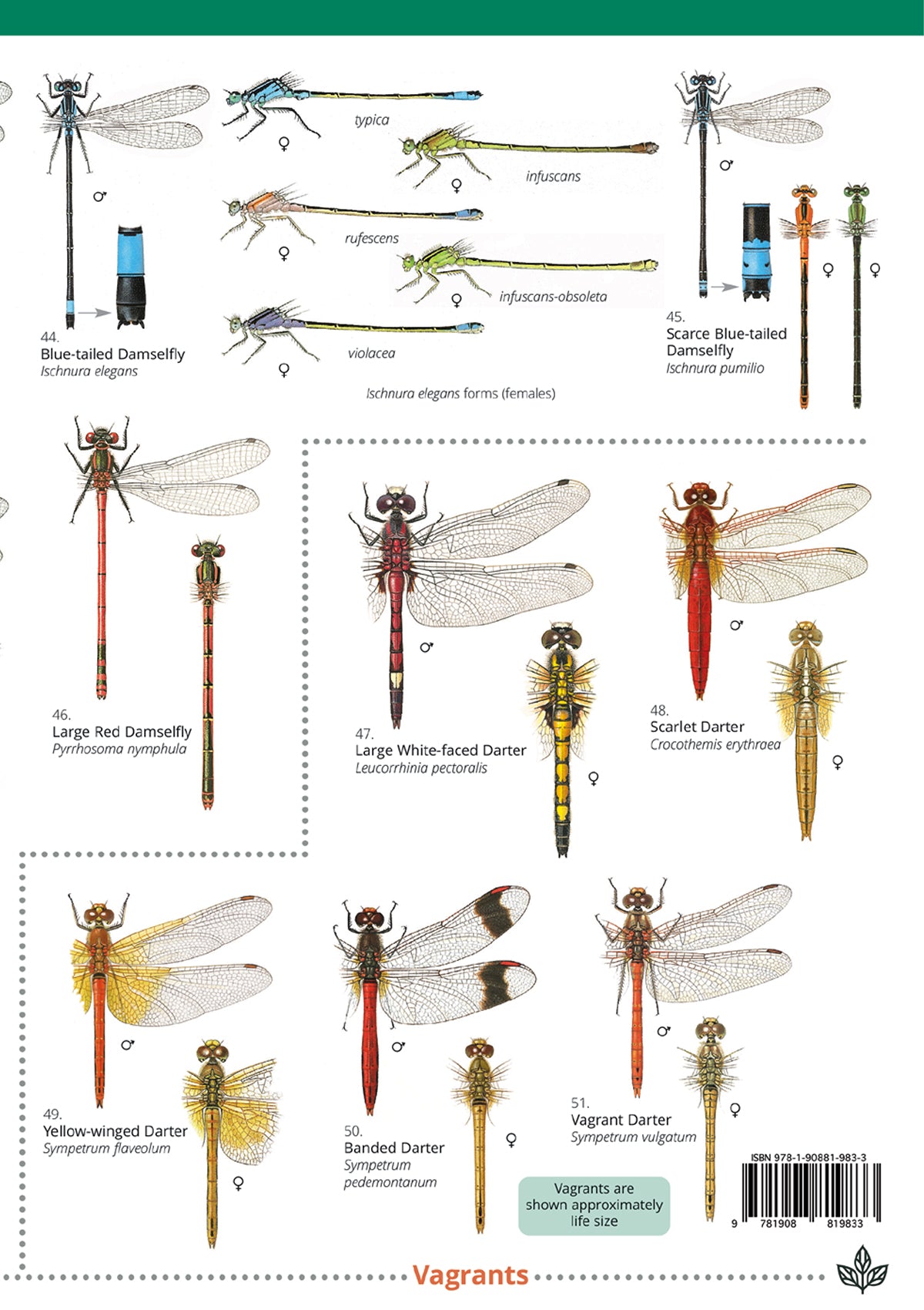 Dragonflies & Damselflies