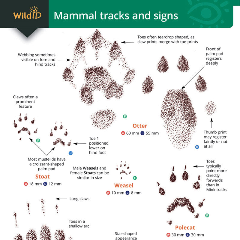 Mammal Tracks