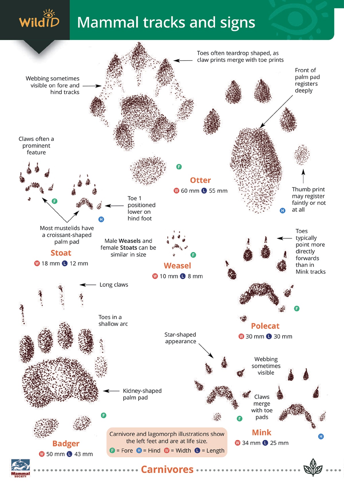 Mammal Tracks