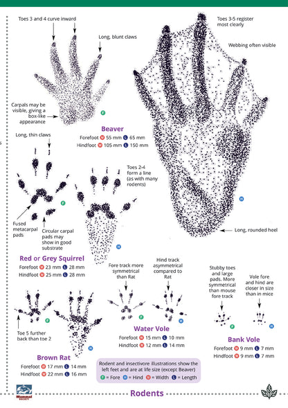 Mammal Tracks