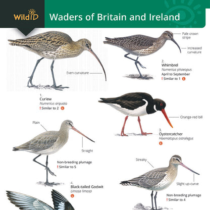 Waders