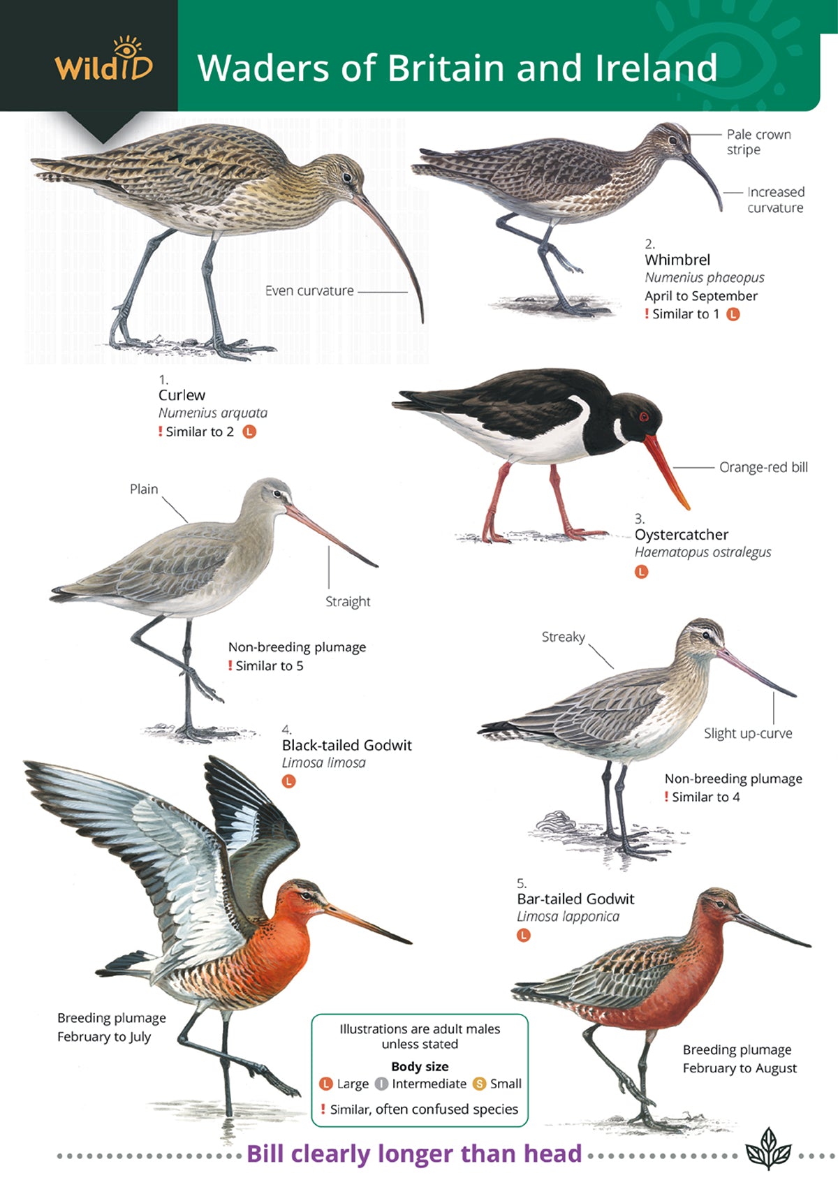 Waders