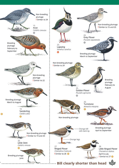 Waders