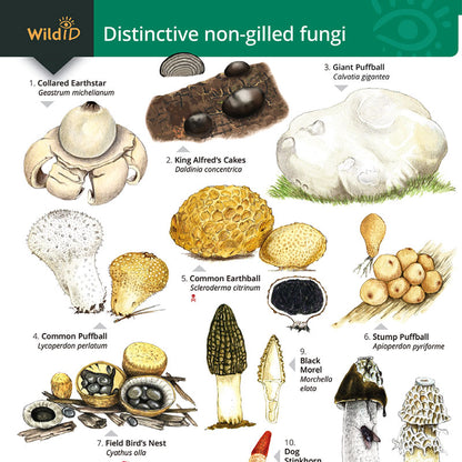 Non-Gilled Fungi