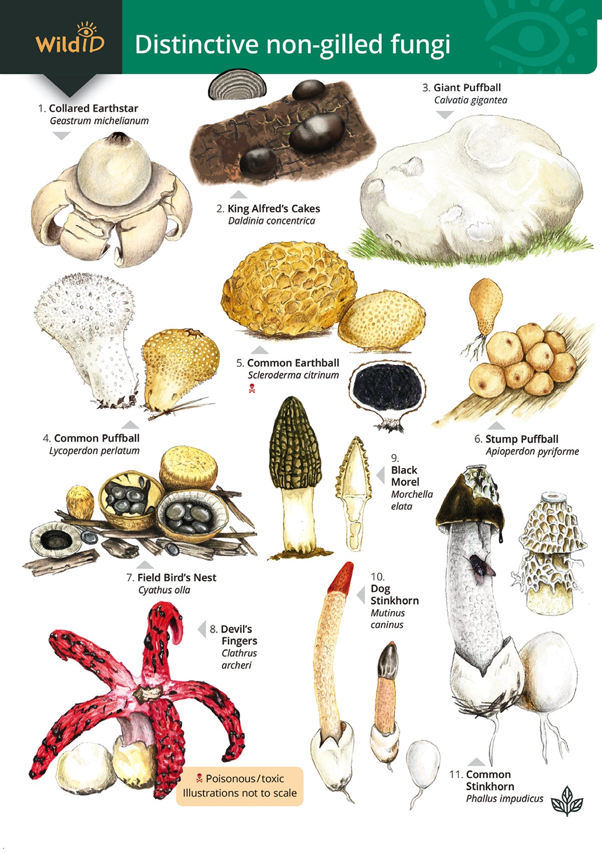 Non-Gilled Fungi