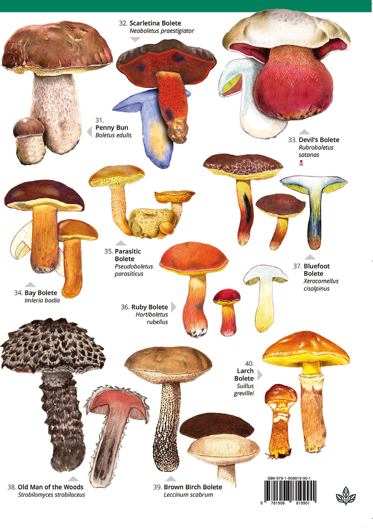 Non-Gilled Fungi