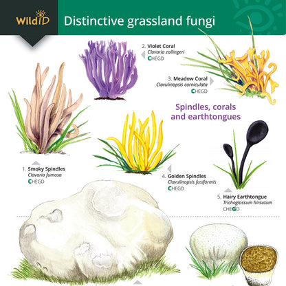 Grassland Fungi