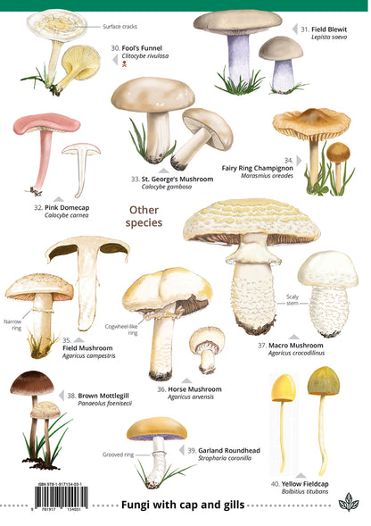 Grassland Fungi