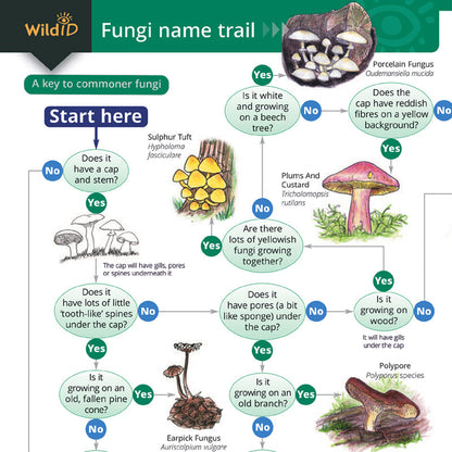 Fungi Name Trail