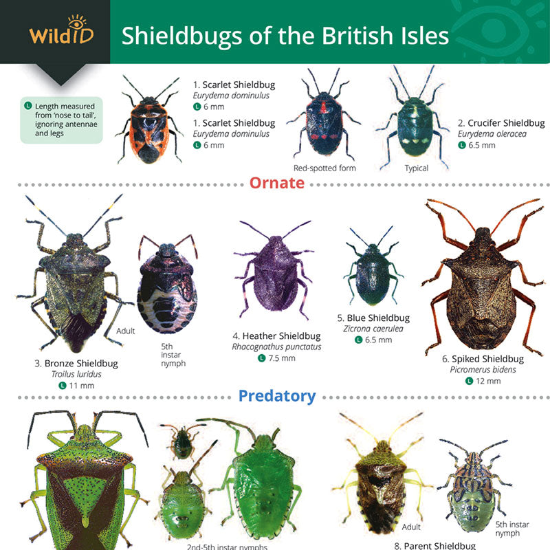 Shield Bug Key Shieldbugs Guide – Meadow in My Garden