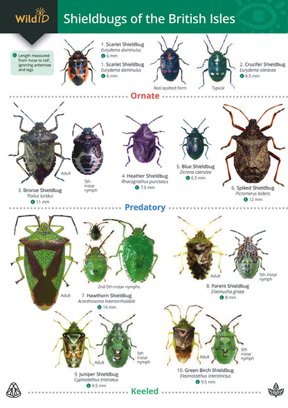 Shieldbugs Guide