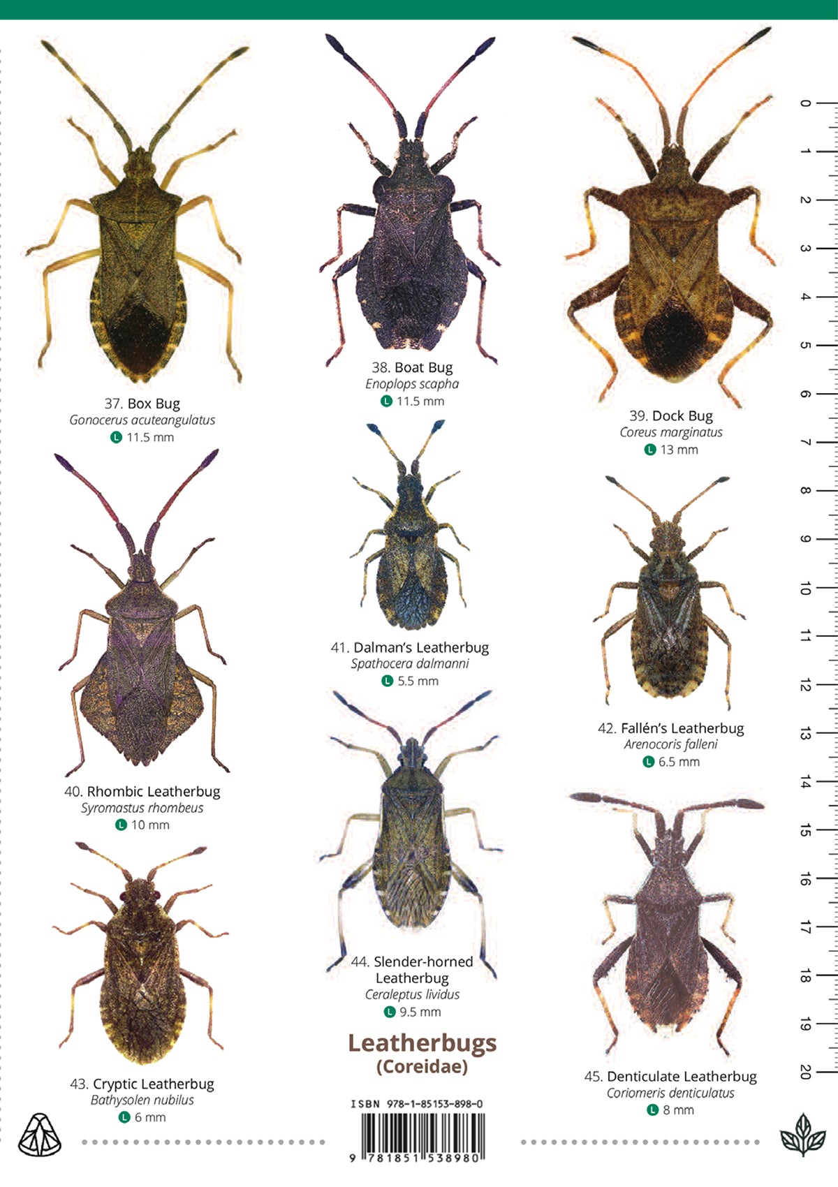 Shieldbugs Guide