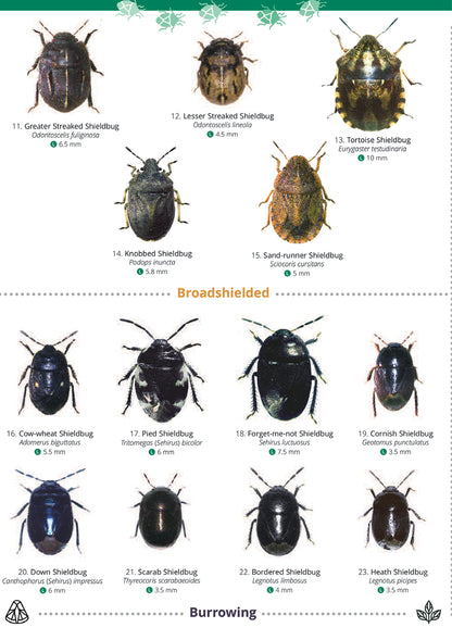 Shieldbugs Guide