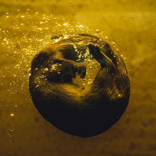 Otter in a Spin