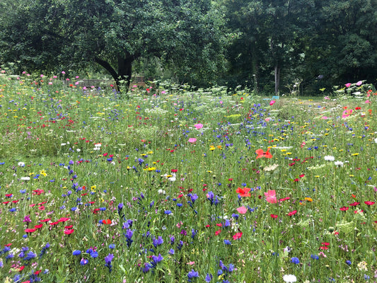 Ladybird Heaven