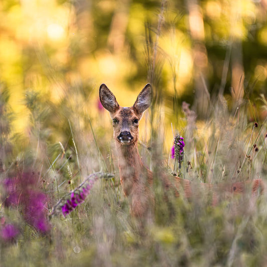 Roe Deer