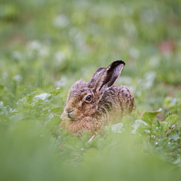 Veg Patch Hare