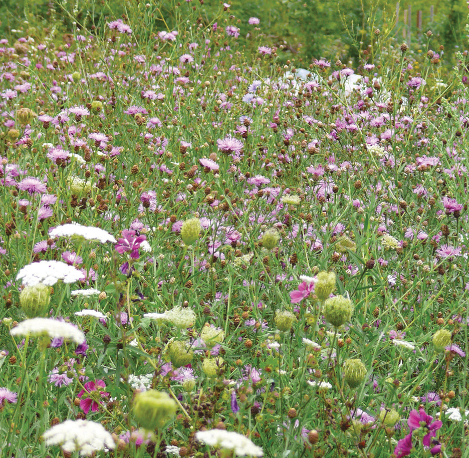 Wildflowers for Butterflies