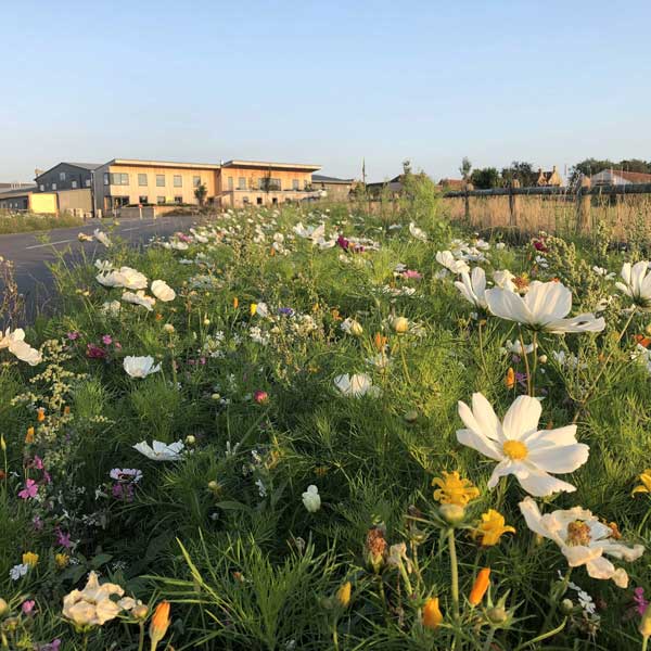 A driveway lined on either side with glorious flowers