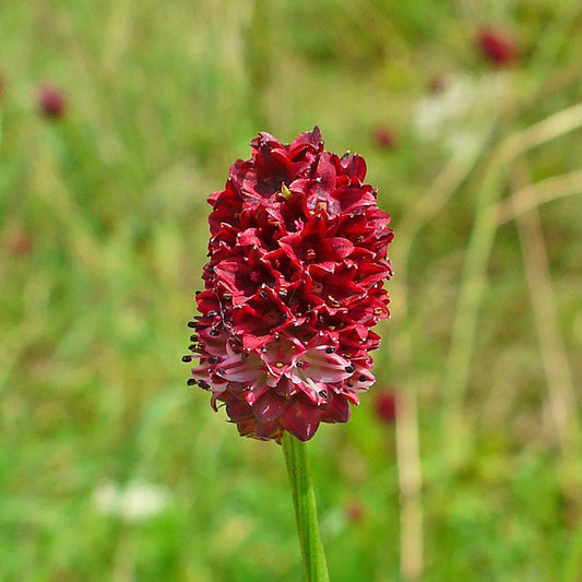 Great Burnet