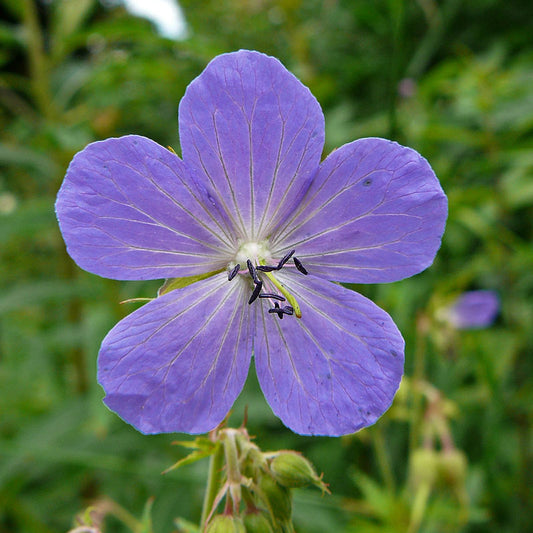 Meadow Cranesbill