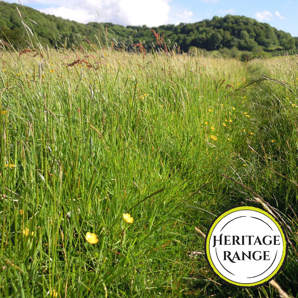 Meadow Grasses – Meadow in My Garden