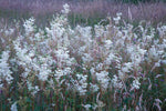 Meadowsweet