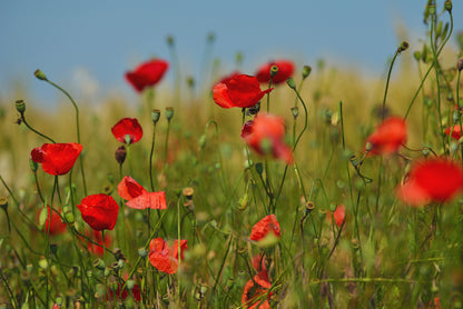 Poppies for Palestine