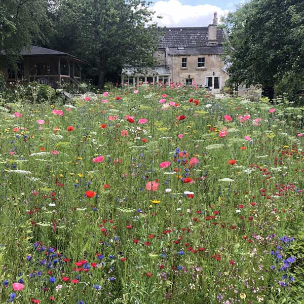 A dreamy rustic garden filled with flowers