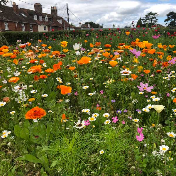 a flowerbed of golden blooms by some houses