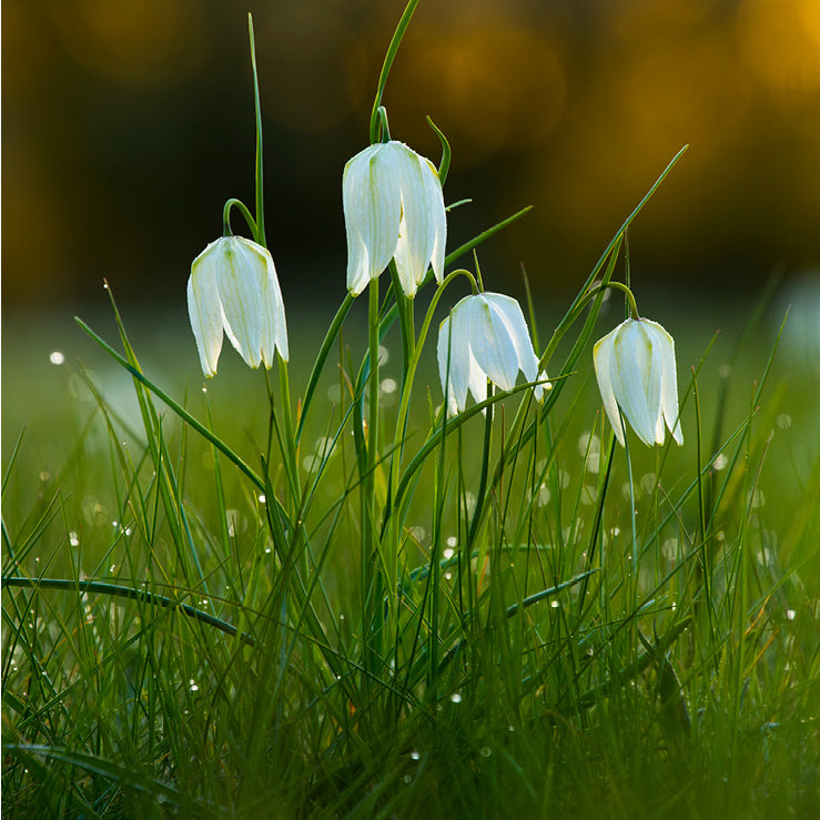 Fritillary Sunrise