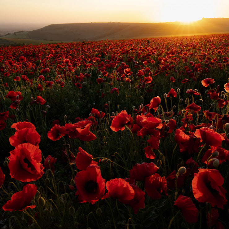 Poppies Solstice