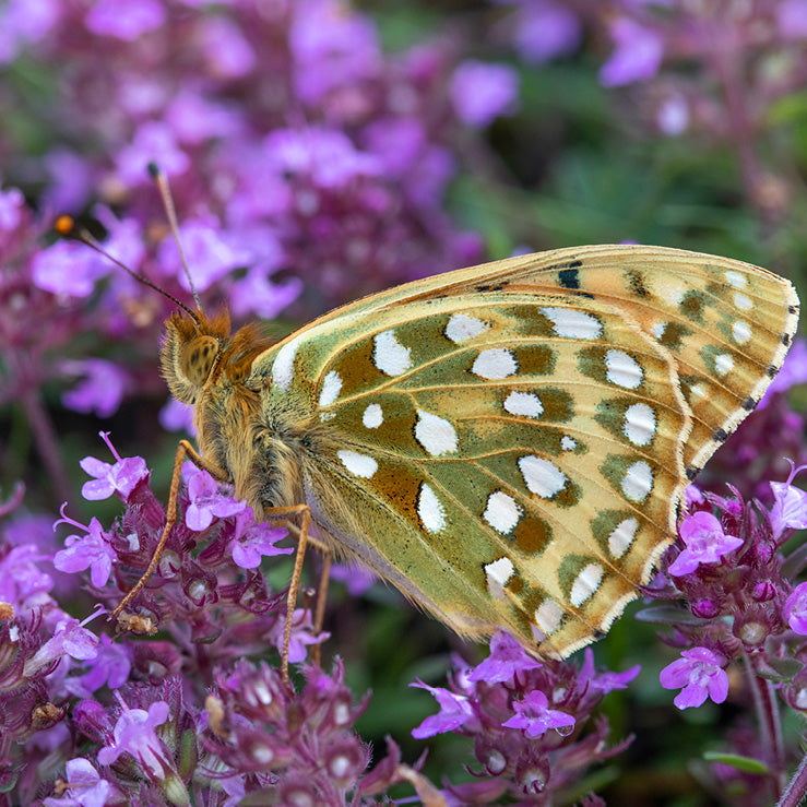 Dark Green Fritillary