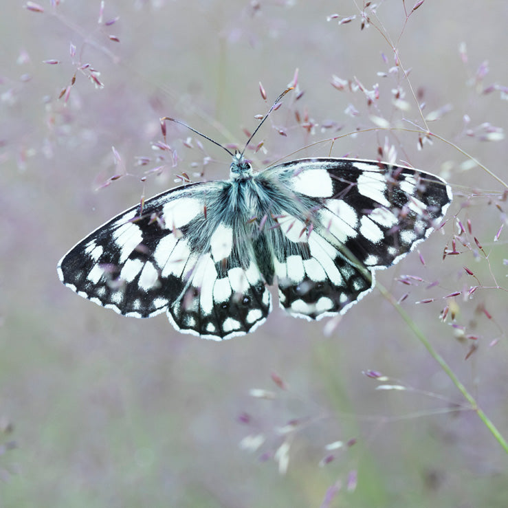 Marbled White