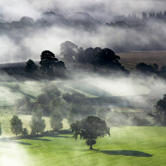 Trees in the Mist