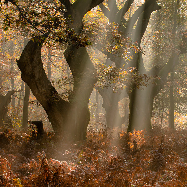 Rays of Hope