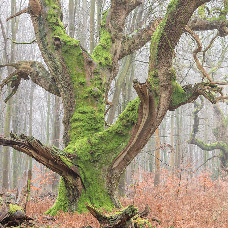 Savernake Giants