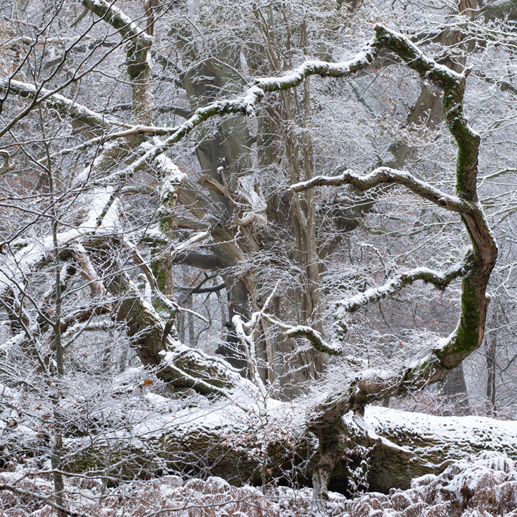 Heart of Oak