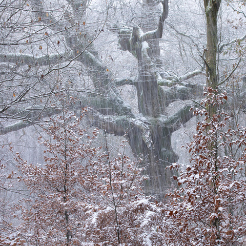 Oak Snowfall