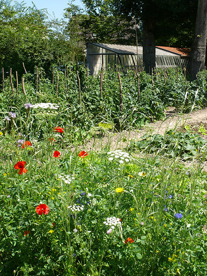 Aphid Control