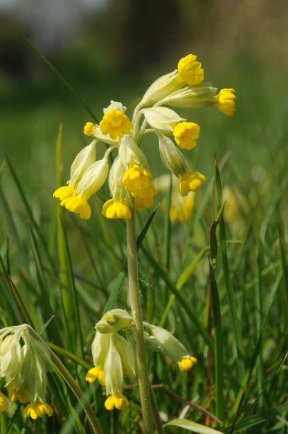 Cowslip Meadow In My Garden cowslip-meadow-in-my-garden