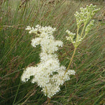 Meadowsweet